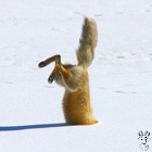 FiFkA